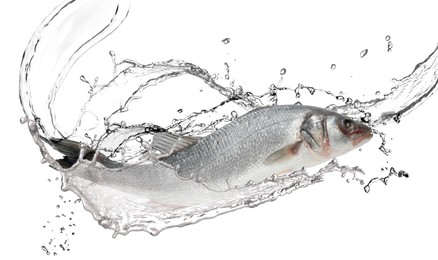 Image of Sea bass fish in water splashes on white background