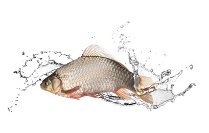 Image of Crucian carp fish in water splashes on white background