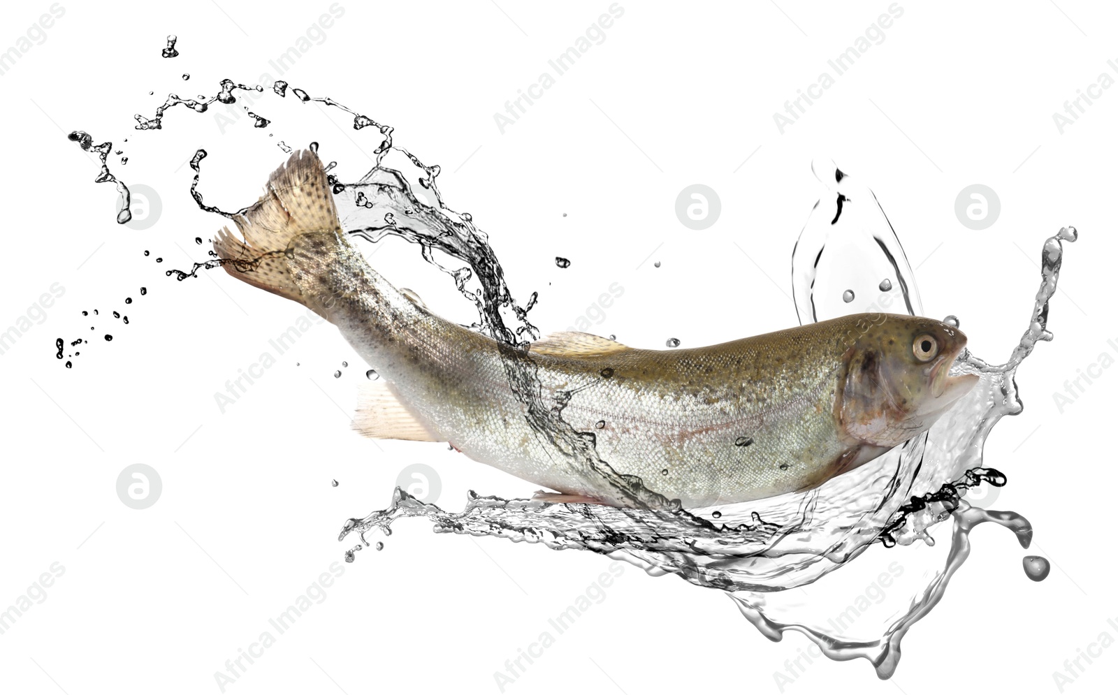 Cutthroat trout fish in water splashes on white background Image of Cutthroat trout fish in water splashes on white background