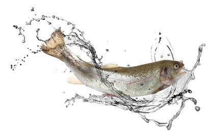 Image of Cutthroat trout fish in water splashes on white background