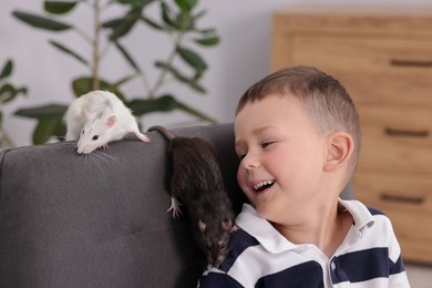 Photo of Little boy with his pet rats on armchair at home