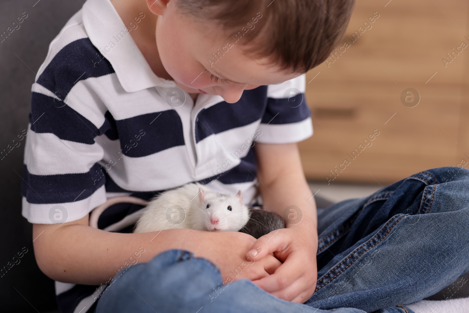Little boy with his pet rats on armchair at home, closeup Photo of Little boy with his pet rats on armchair at home, closeup