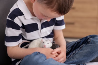 Photo of Little boy with his pet rats on armchair at home, closeup