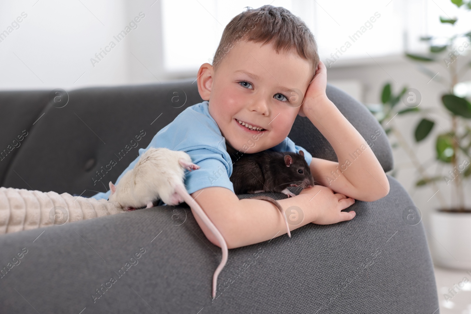 Little boy with his pet rats on sofa at home Photo of Little boy with his pet rats on sofa at home