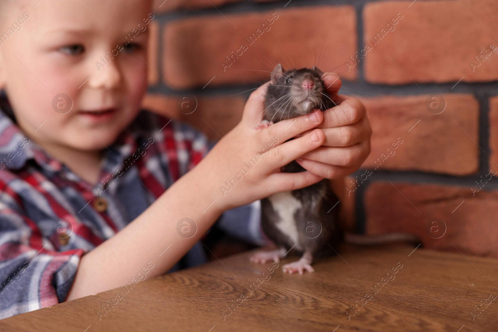 Little boy with his pet rat at wooden table indoors, closeup Photo of Little boy with his pet rat at wooden table indoors, closeup