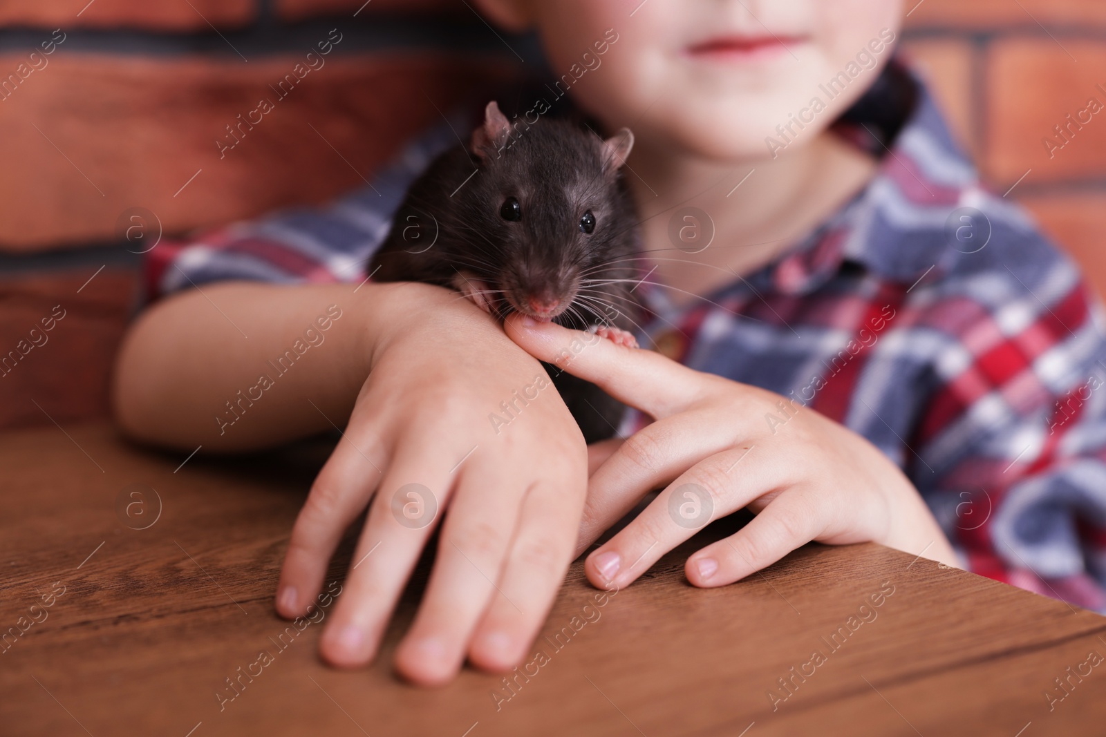 Little boy with his pet rat at wooden table indoors, closeup Photo of Little boy with his pet rat at wooden table indoors, closeup