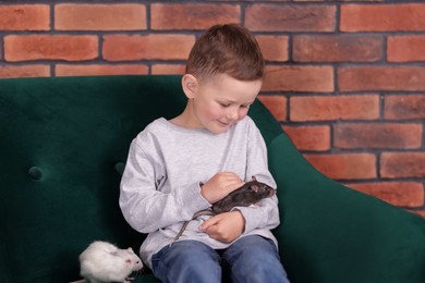 Photo of Little boy with his pet rats on sofa at home
