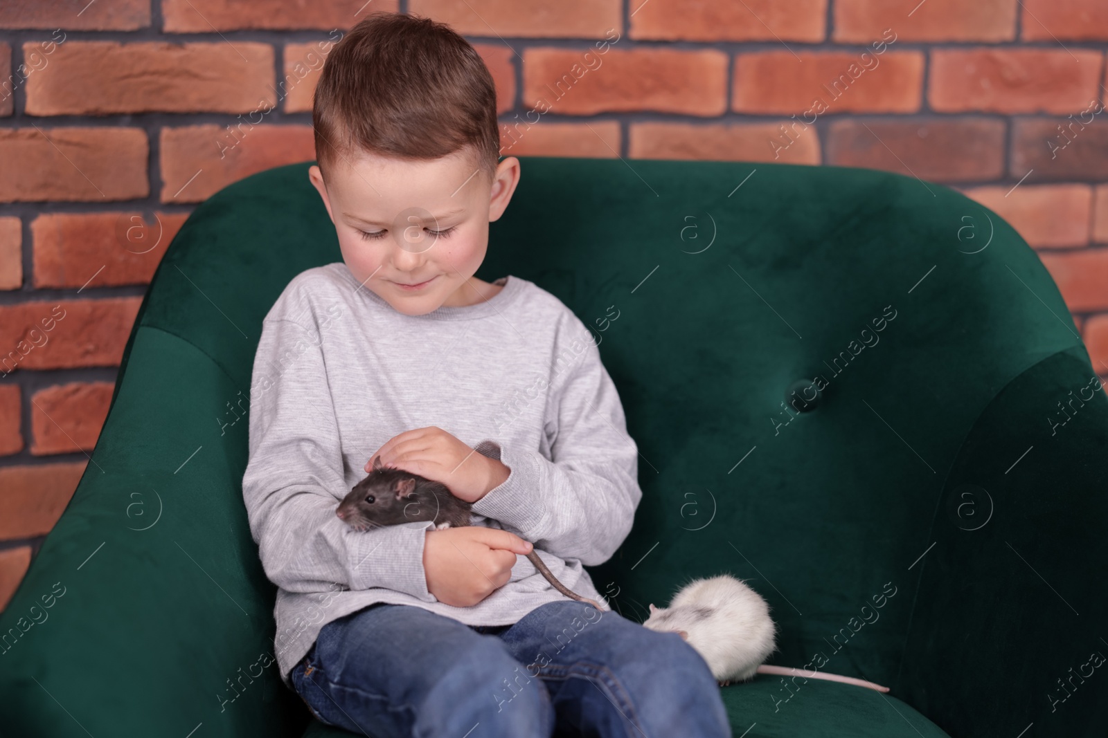 Little boy with his pet rats on sofa at home Photo of Little boy with his pet rats on sofa at home