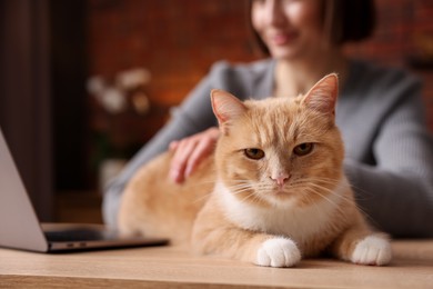 Photo of Woman having videochat by laptop and stroking cat at desk in home office, selective focus