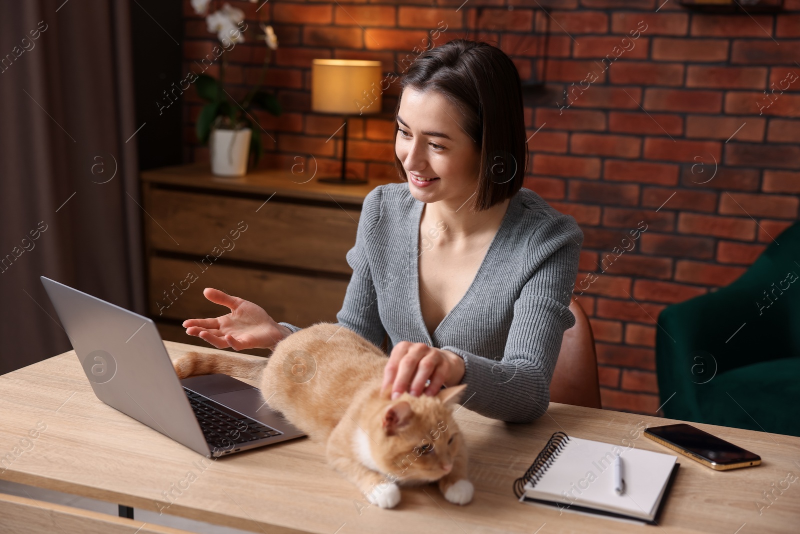 Smiling woman having videochat by laptop and stroking cat at desk in home office Photo of Smiling woman having videochat by laptop and stroking cat at desk in home office