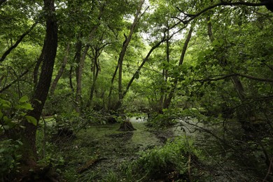 Photo of Picturesque view of green forest with swamp