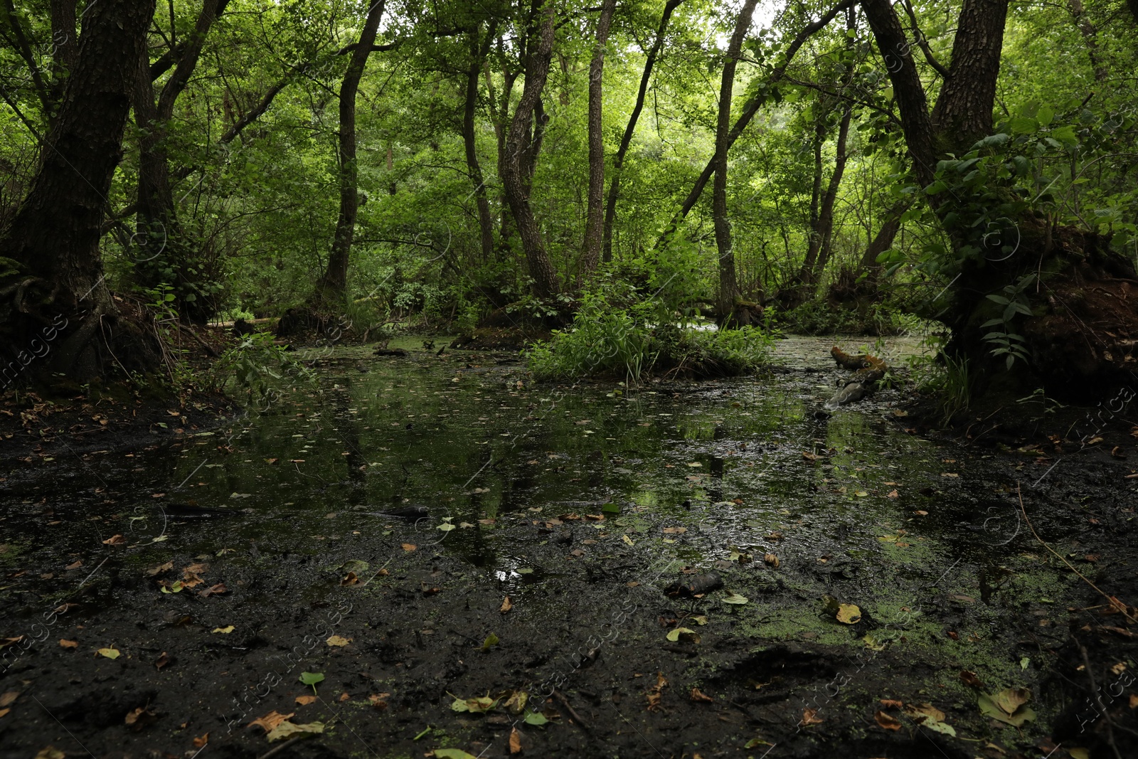Picturesque view of green forest with swamp Photo of Picturesque view of green forest with swamp