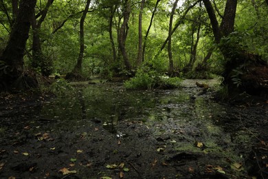 Photo of Picturesque view of green forest with swamp