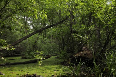 Photo of Picturesque view of green forest with swamp