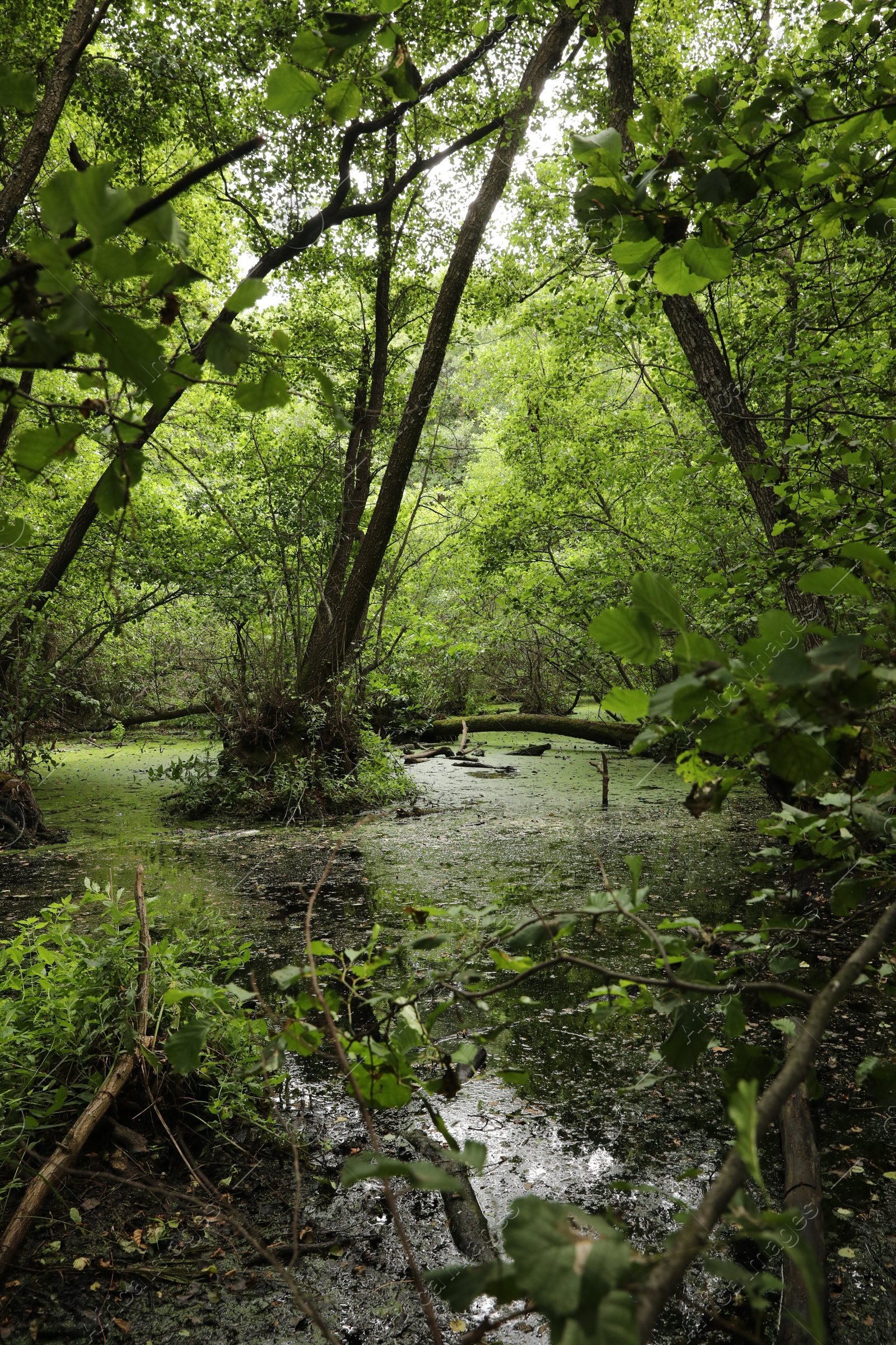 Picturesque view of green forest with swamp Photo of Picturesque view of green forest with swamp