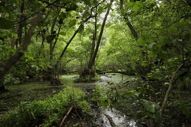 Photo of Picturesque view of green forest with swamp