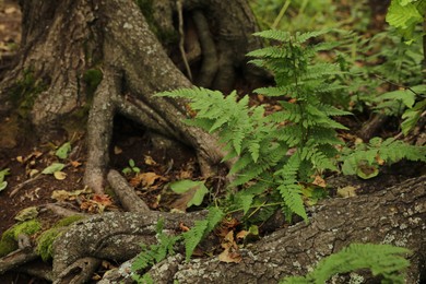 Photo of Fern with green leaves growing near tree in forest