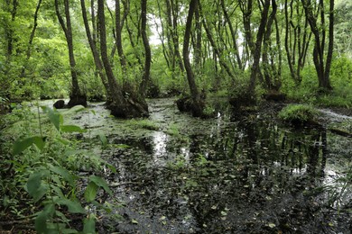 Photo of Picturesque view of green forest with swamp
