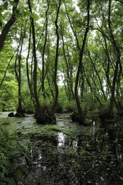 Photo of Picturesque view of green forest with swamp