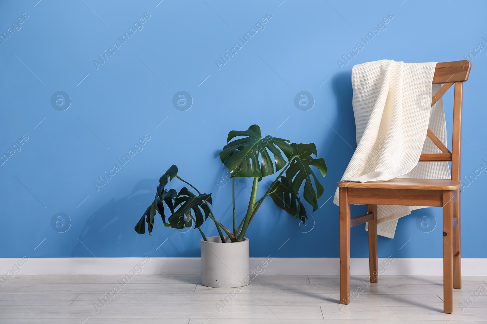 Clean waffle towel on chair and houseplant near blue wall, space for text Photo of Clean waffle towel on chair and houseplant near blue wall, space for text