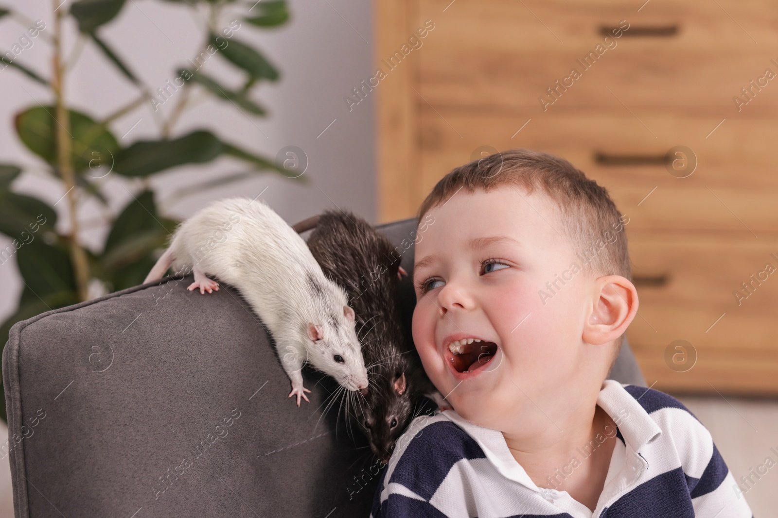 Little boy with his pet rats on armchair at home Photo of Little boy with his pet rats on armchair at home