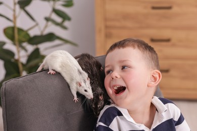 Photo of Little boy with his pet rats on armchair at home