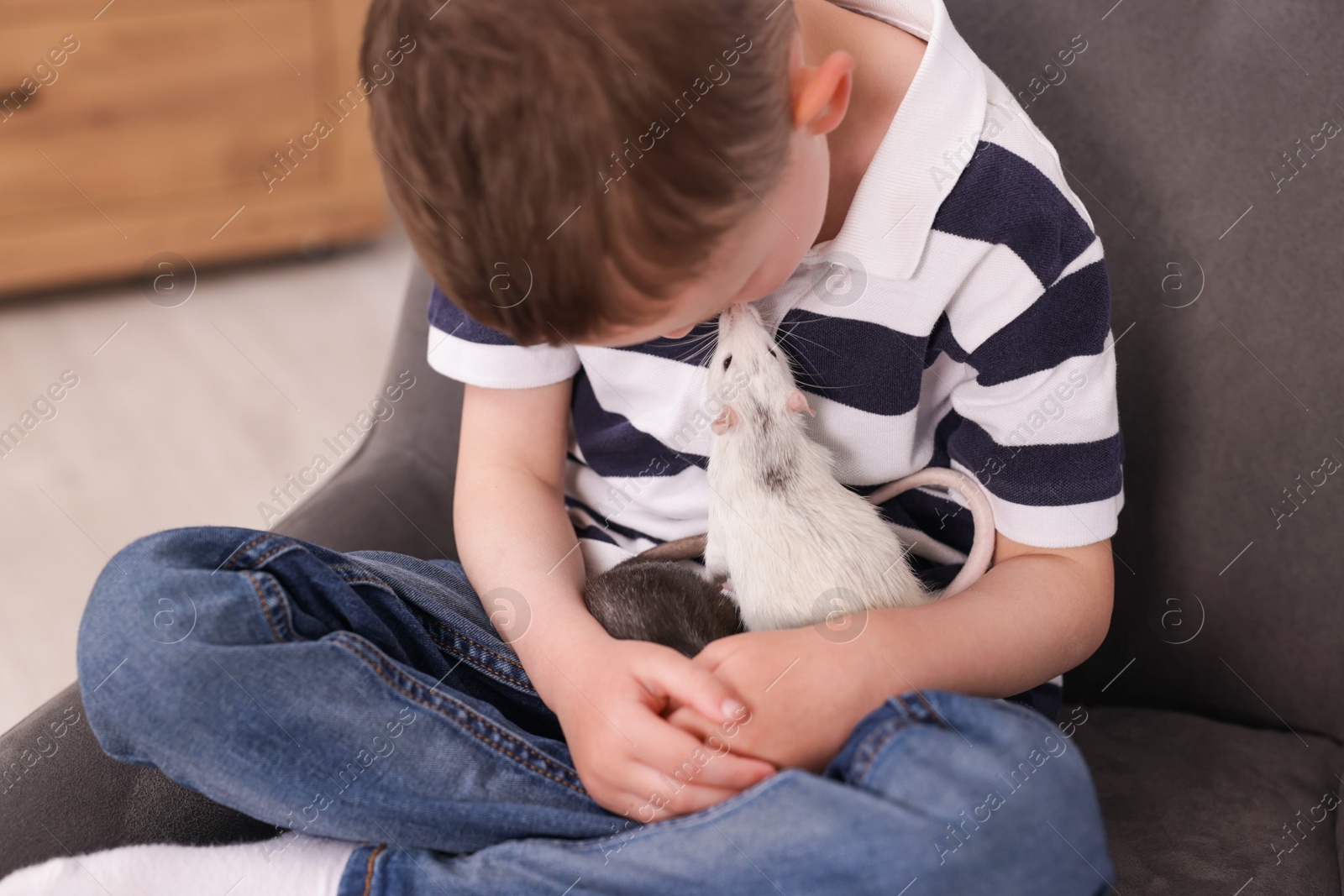 Little boy with his pet rats on armchair at home Photo of Little boy with his pet rats on armchair at home