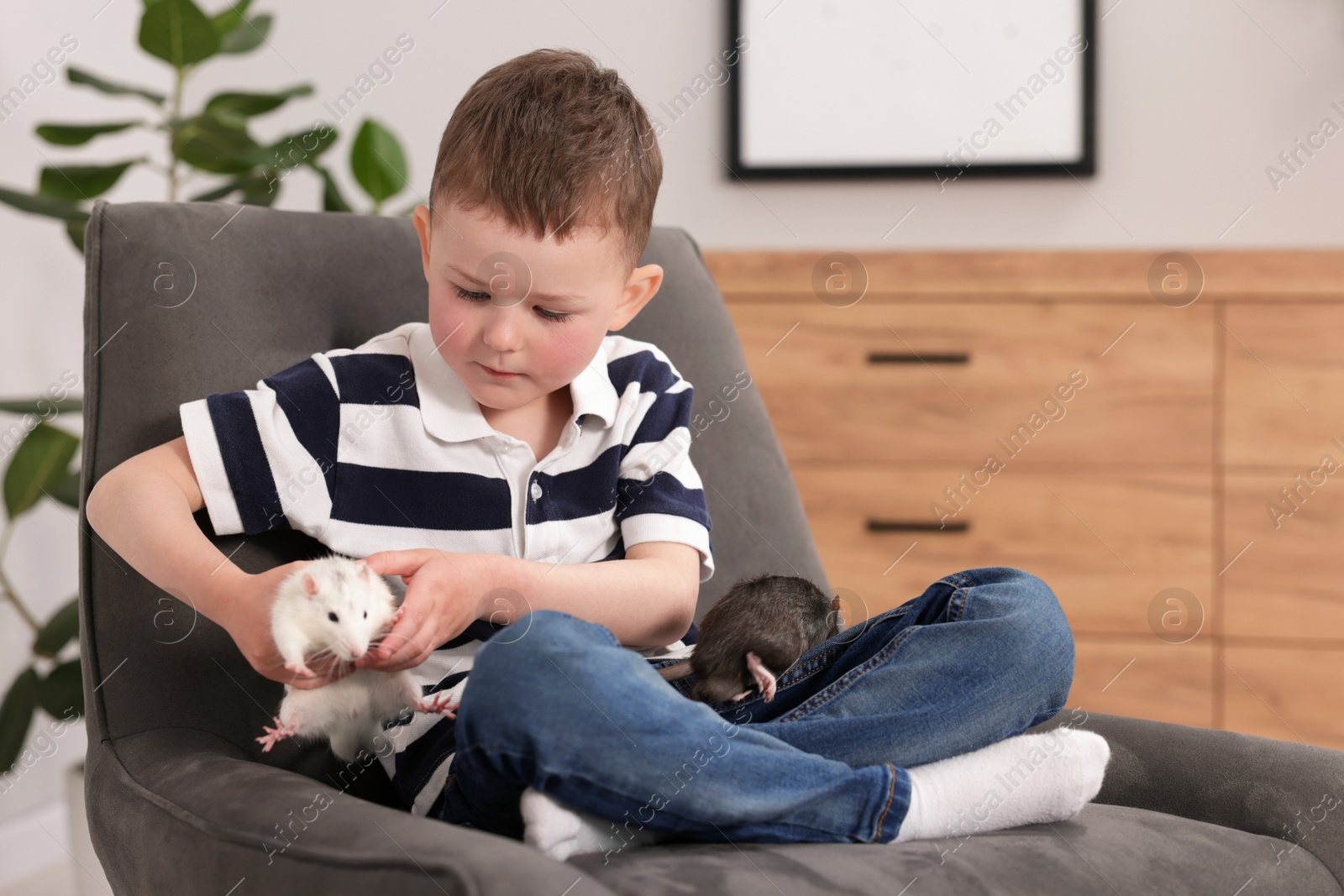 Little boy with his pet rats on armchair at home. Space for text Photo of Little boy with his pet rats on armchair at home. Space for text