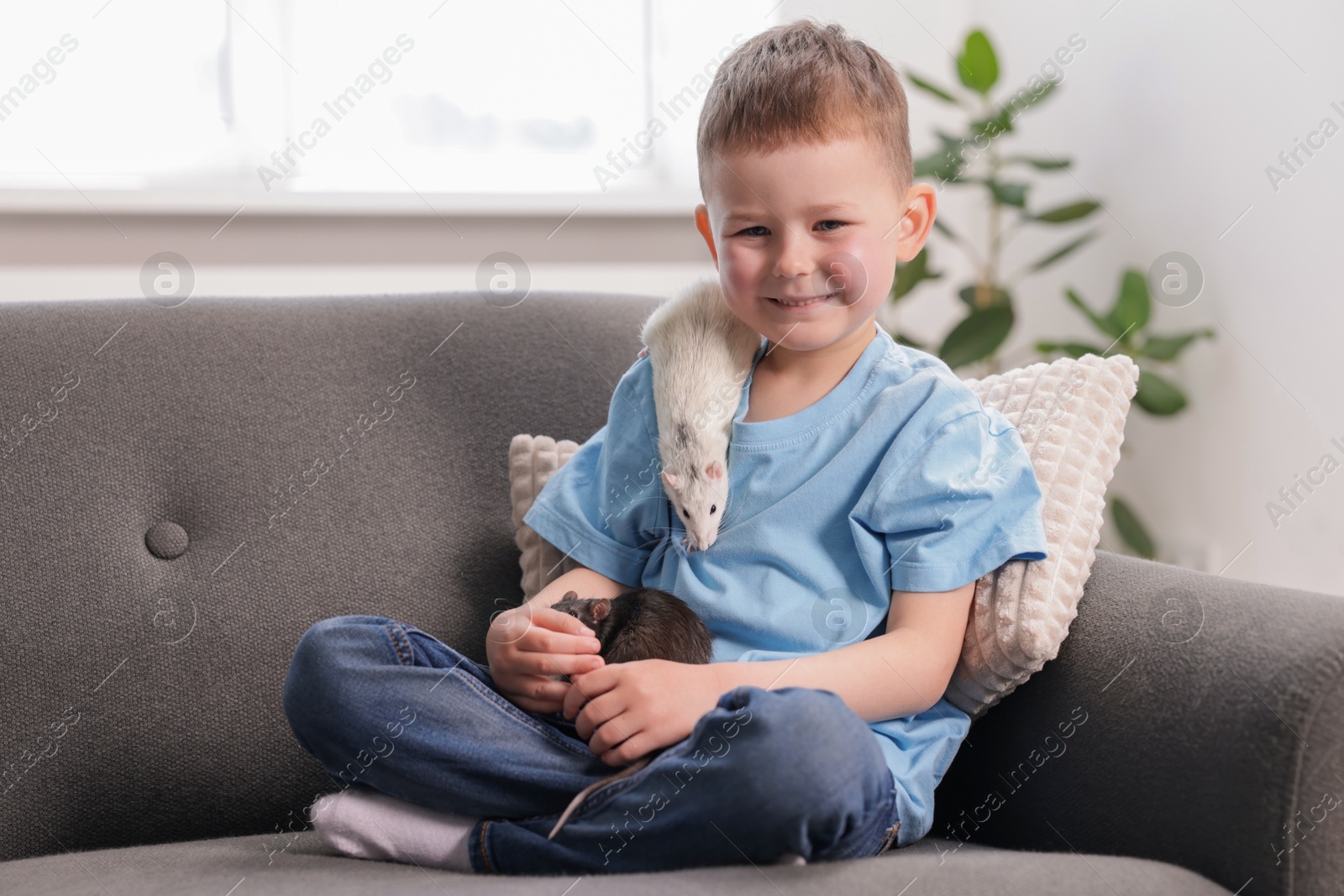 Little boy with his pet rats on sofa at home. Space for text Photo of Little boy with his pet rats on sofa at home. Space for text