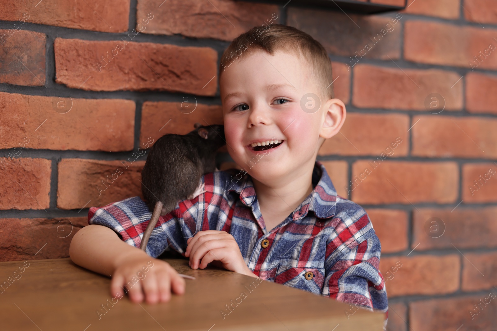 Little boy with his pet rat at wooden table indoors Photo of Little boy with his pet rat at wooden table indoors