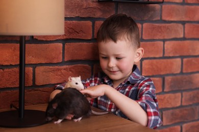 Photo of Little boy with his pet rats at wooden table indoors