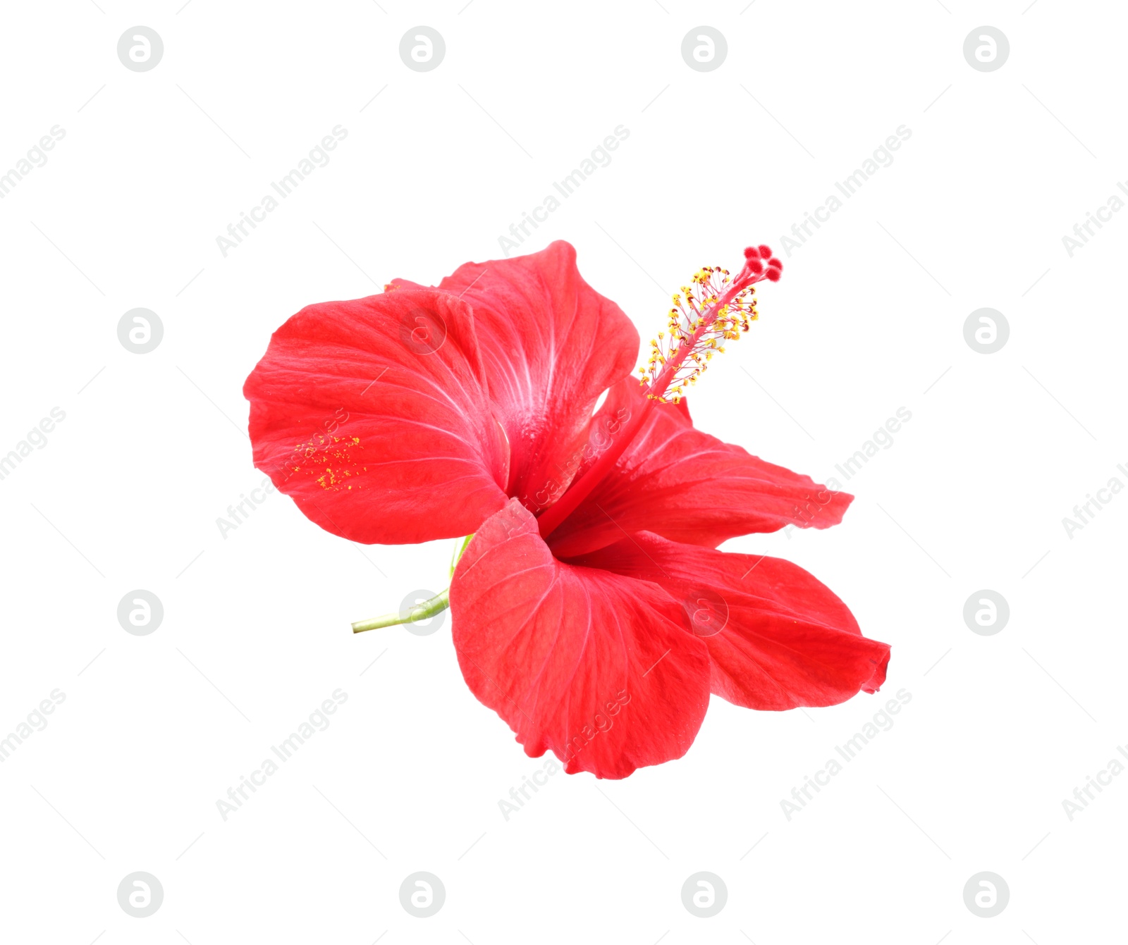 Beautiful red hibiscus flower isolated on white Photo of Beautiful red hibiscus flower isolated on white