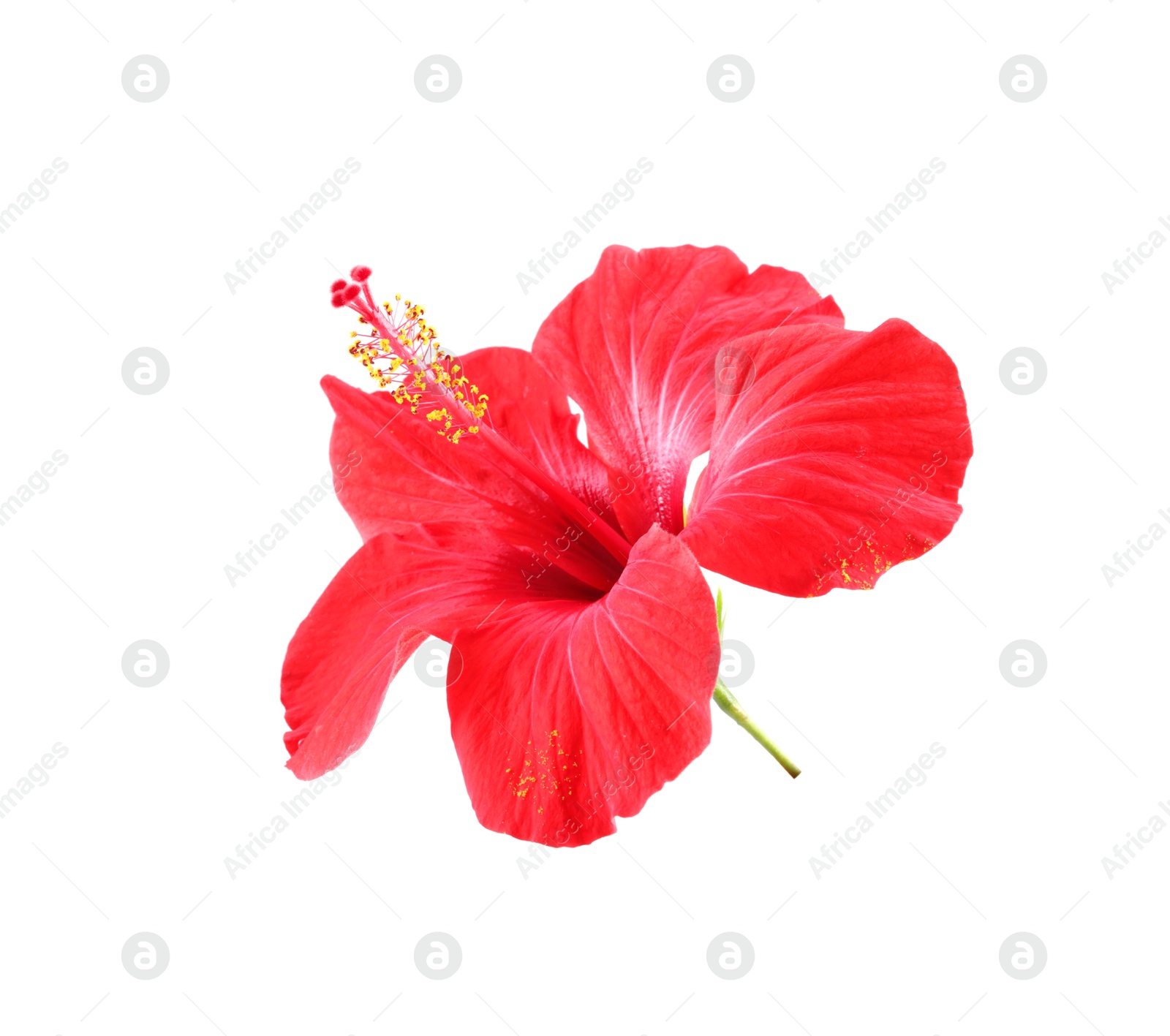 Photo of Beautiful red hibiscus flower isolated on white