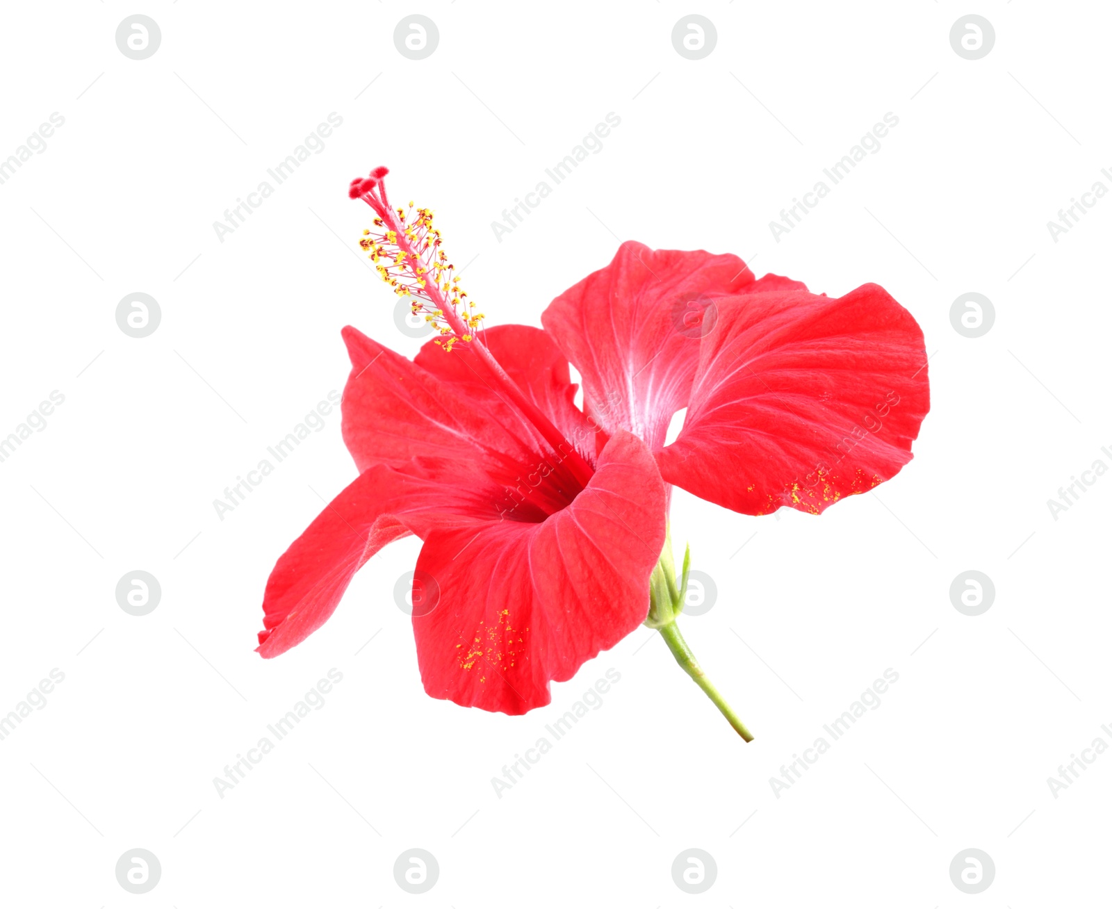 Beautiful red hibiscus flower isolated on white Photo of Beautiful red hibiscus flower isolated on white