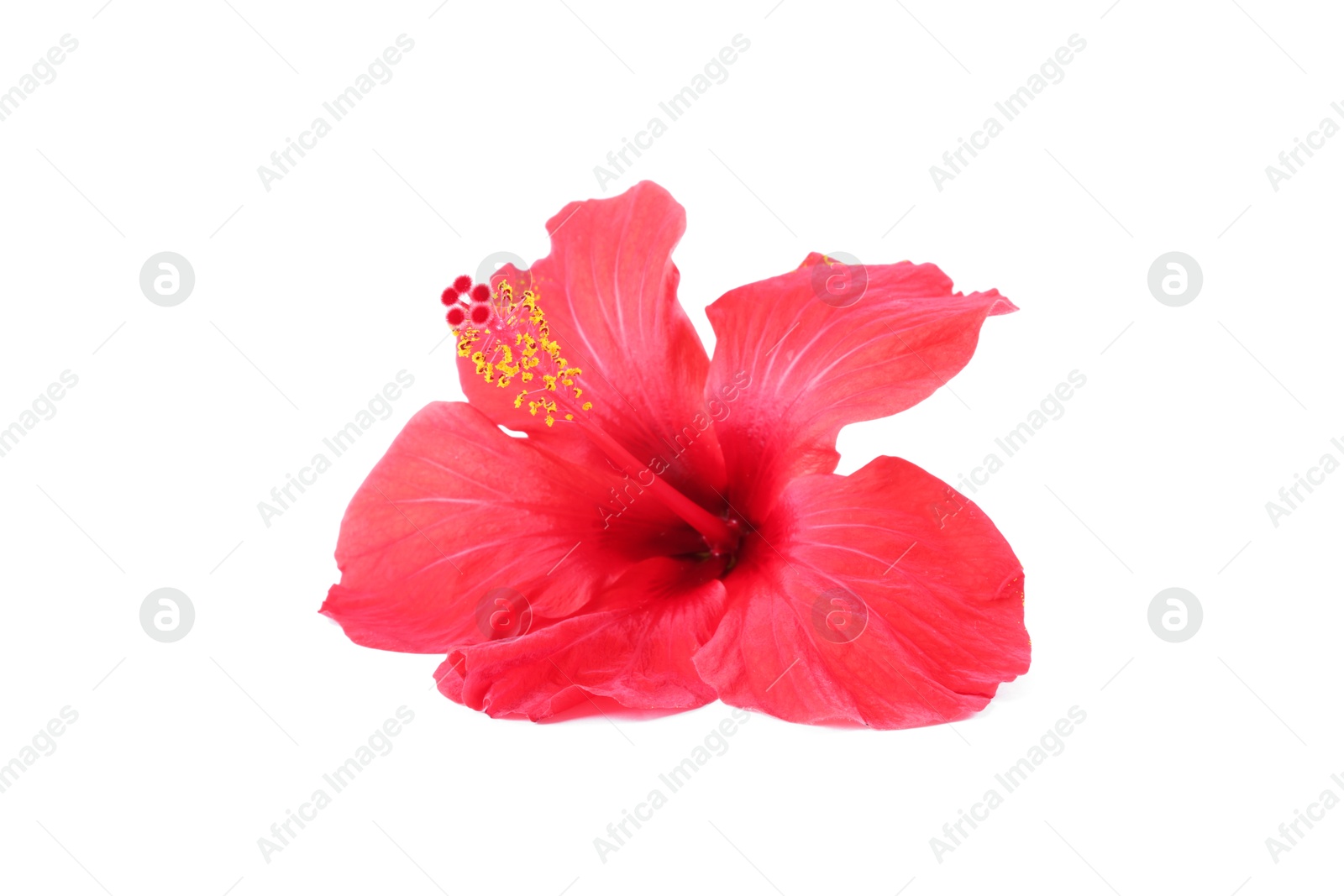 Beautiful red hibiscus flower isolated on white Photo of Beautiful red hibiscus flower isolated on white