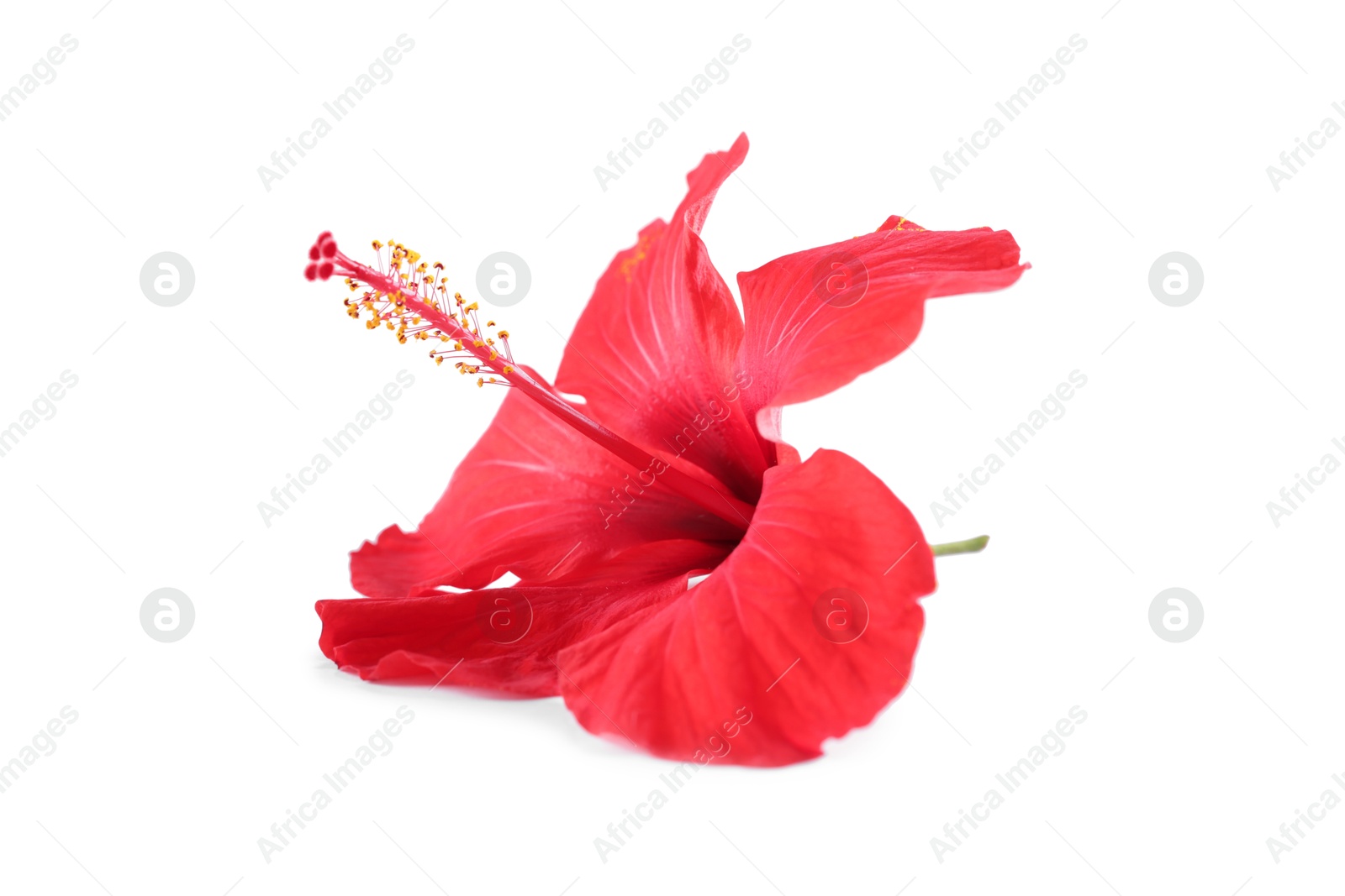 Beautiful red hibiscus flower isolated on white Photo of Beautiful red hibiscus flower isolated on white