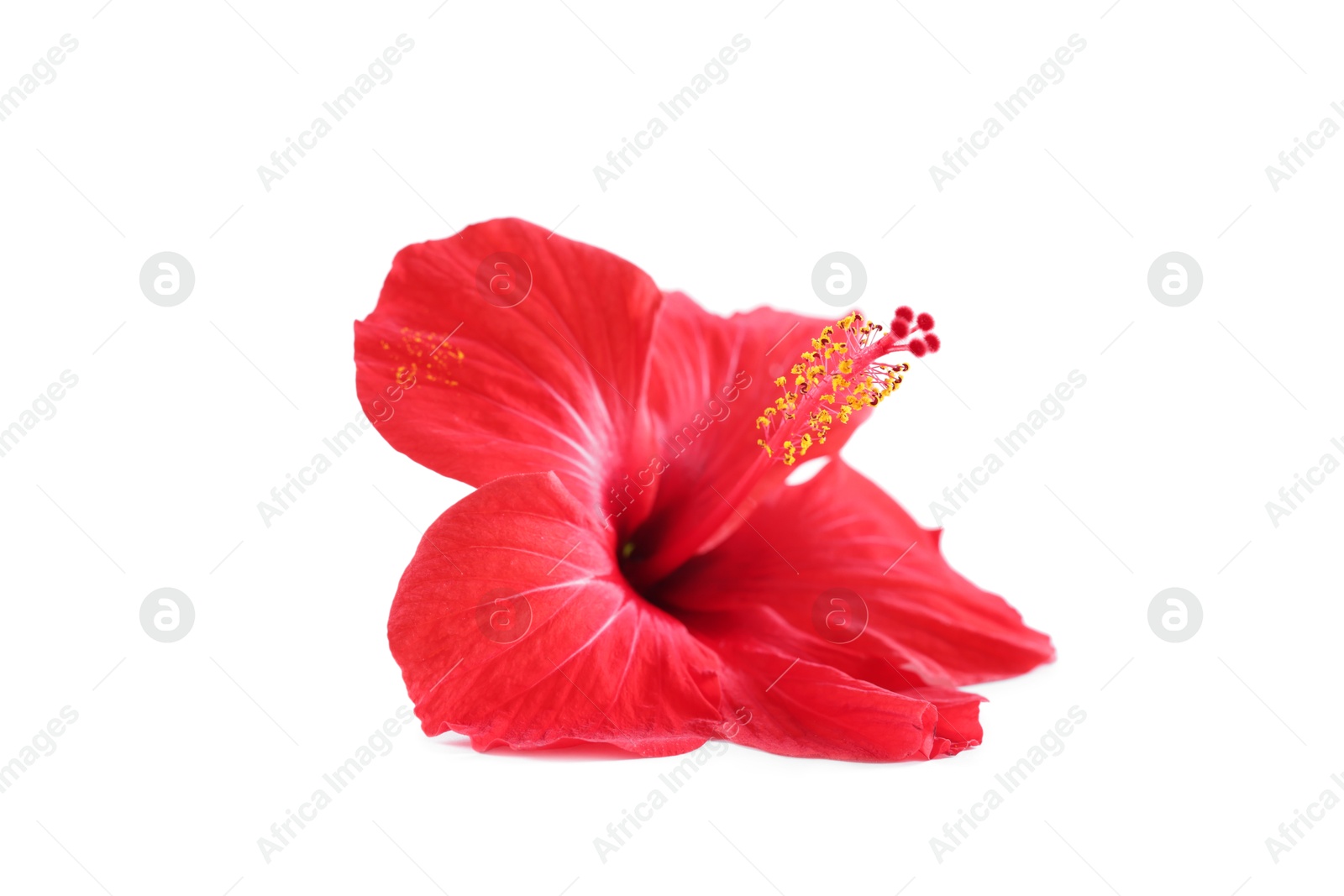 Beautiful red hibiscus flower isolated on white Photo of Beautiful red hibiscus flower isolated on white
