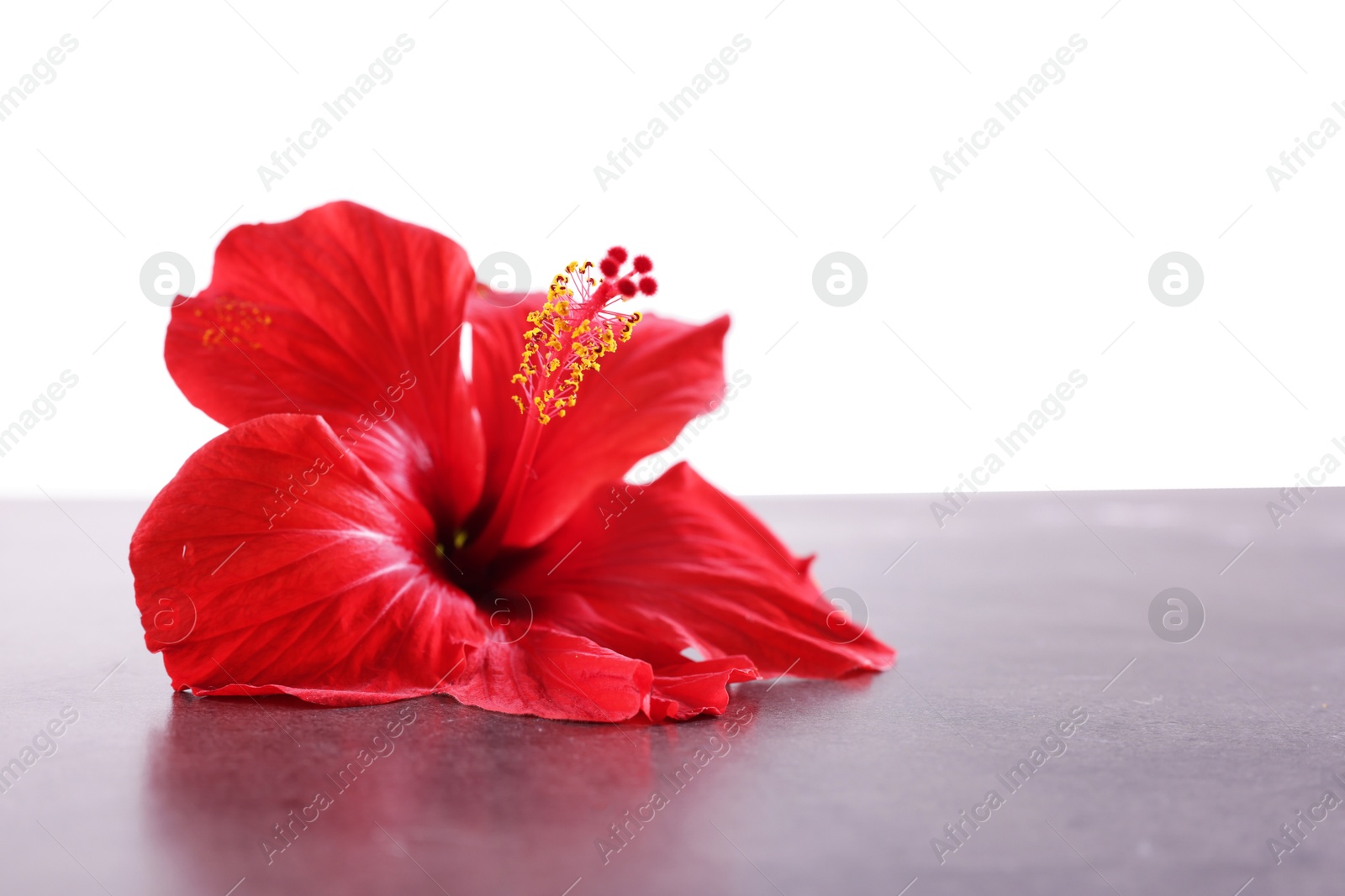 Beautiful red hibiscus flower on grey textured table against white background Photo of Beautiful red hibiscus flower on grey textured table against white background
