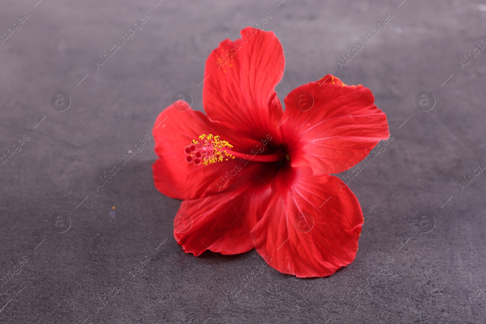 Beautiful red hibiscus flower on grey textured table, closeup Photo of Beautiful red hibiscus flower on grey textured table, closeup