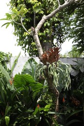 Photo of Many different green plants near fence outdoors