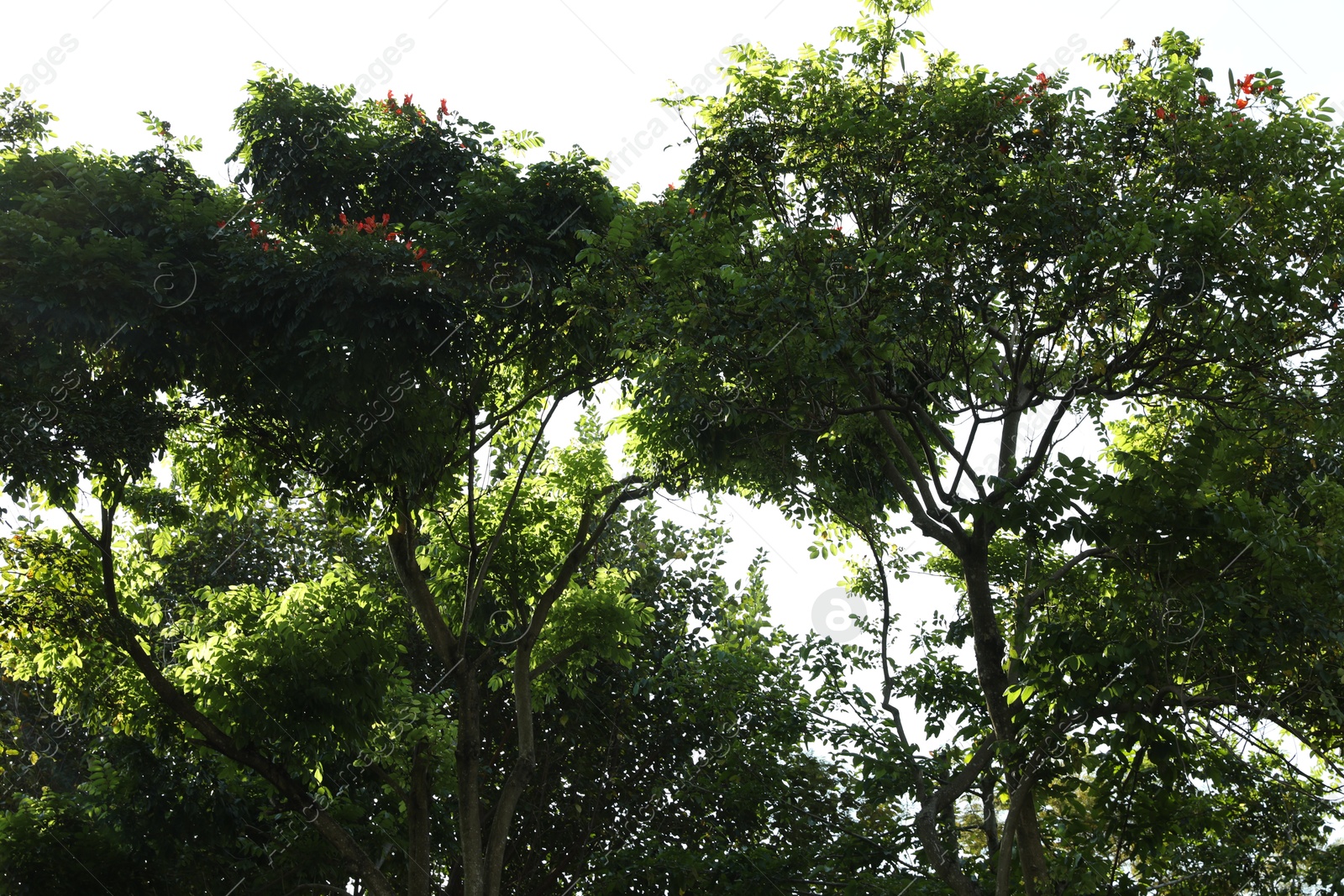 Many different green trees outdoors, low angle view Photo of Many different green trees outdoors, low angle view