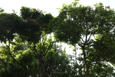 Photo of Many different green trees outdoors, low angle view