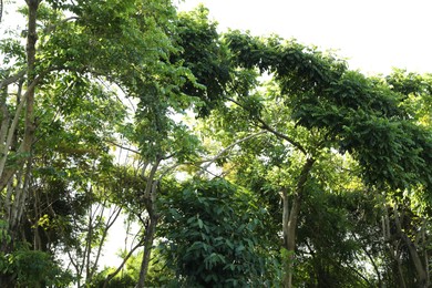 Photo of Many different green trees outdoors, low angle view