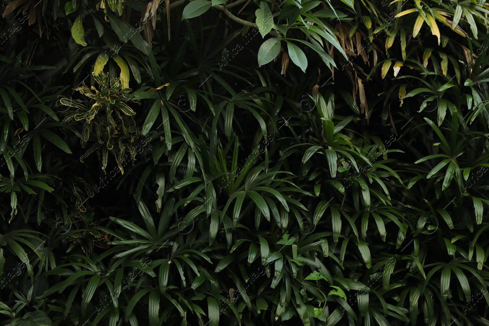 Different green plants as background, closeup view Photo of Different green plants as background, closeup view