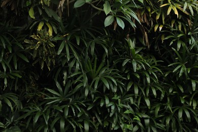 Photo of Different green plants as background, closeup view