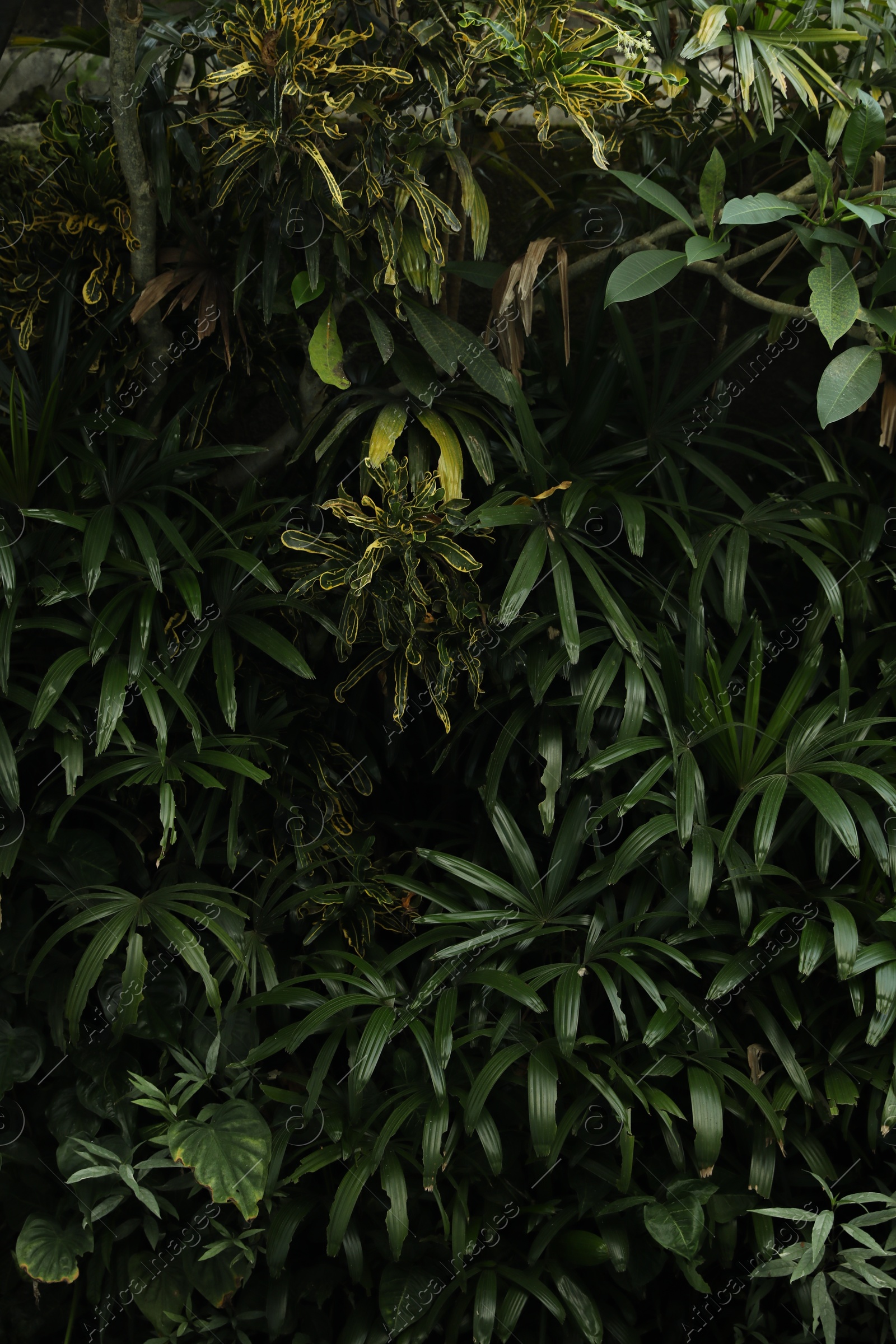 Different green plants as background, closeup view Photo of Different green plants as background, closeup view