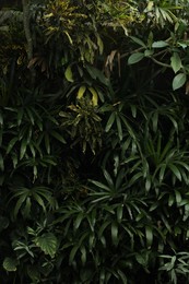 Photo of Different green plants as background, closeup view