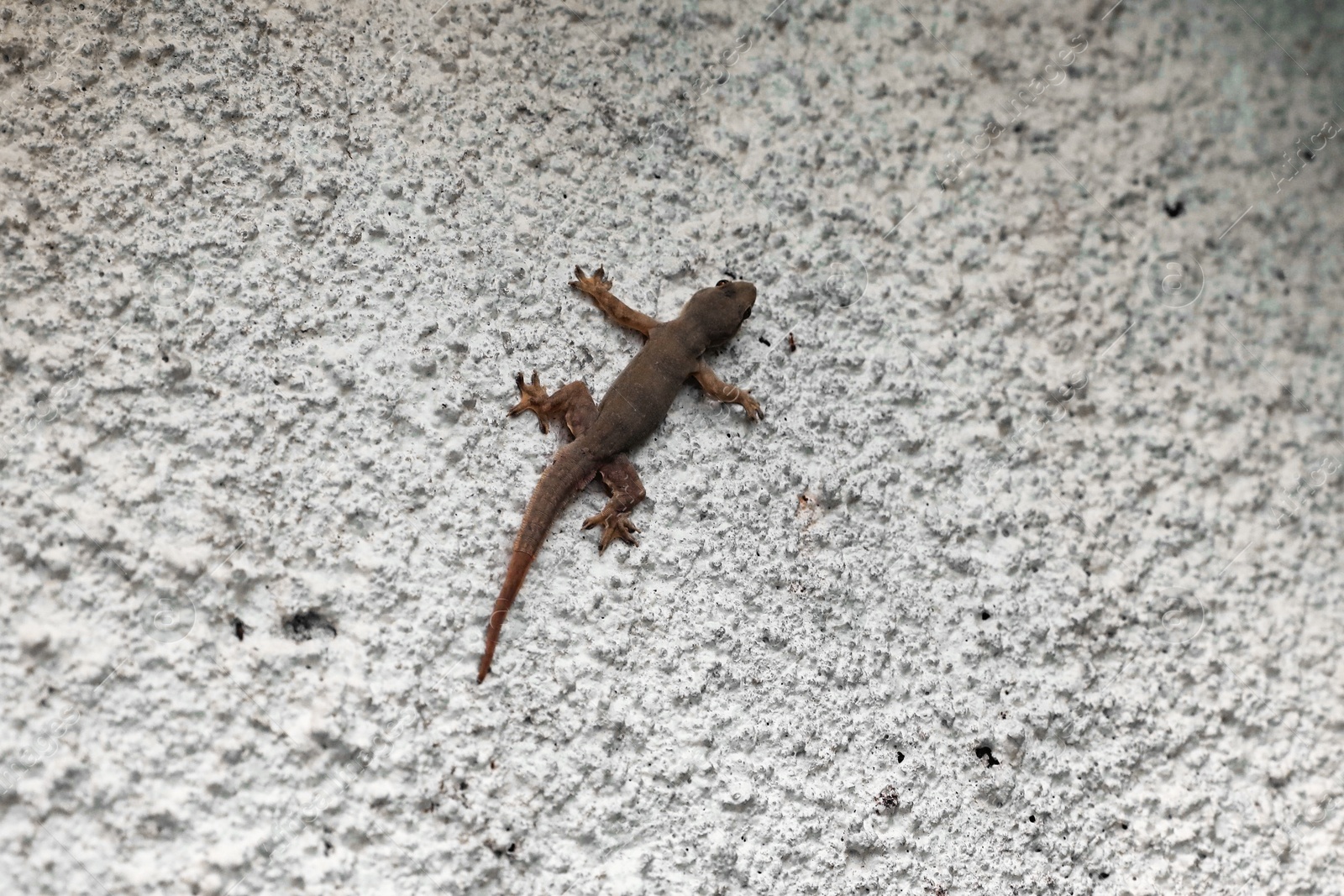 One beautiful tiny gekko on stone wall outdoors Photo of One beautiful tiny gekko on stone wall outdoors