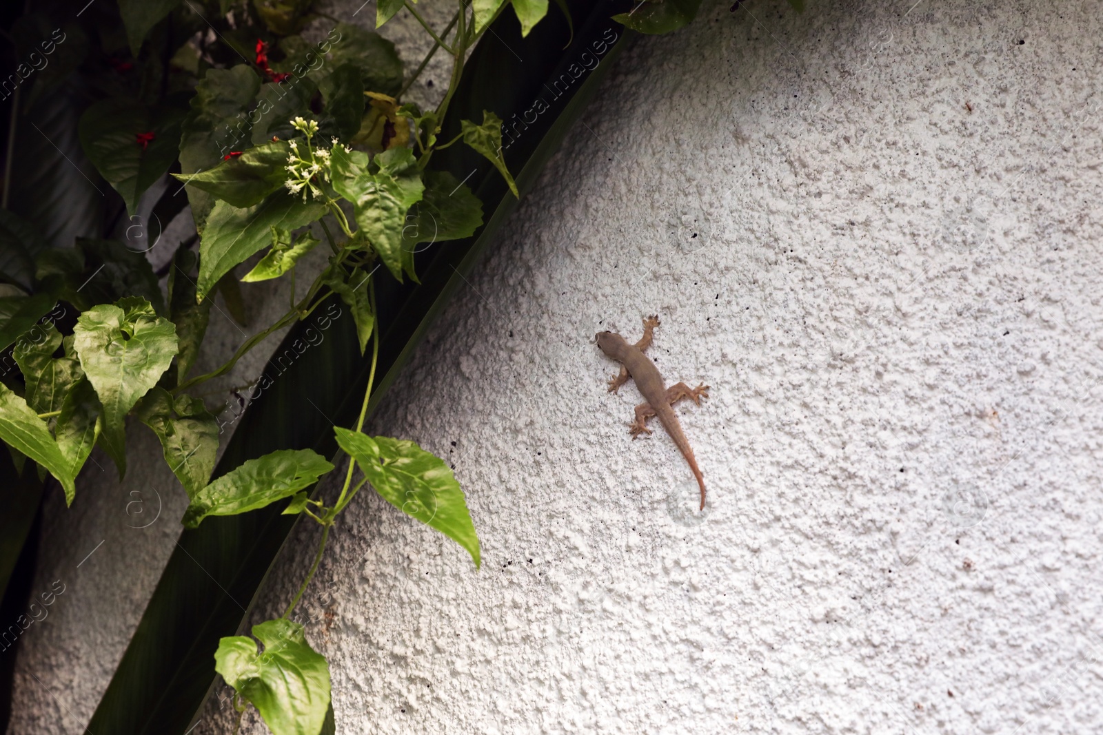 One beautiful tiny gekko on stone wall outdoors Photo of One beautiful tiny gekko on stone wall outdoors