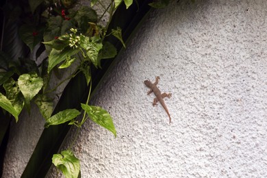 Photo of One beautiful tiny gekko on stone wall outdoors